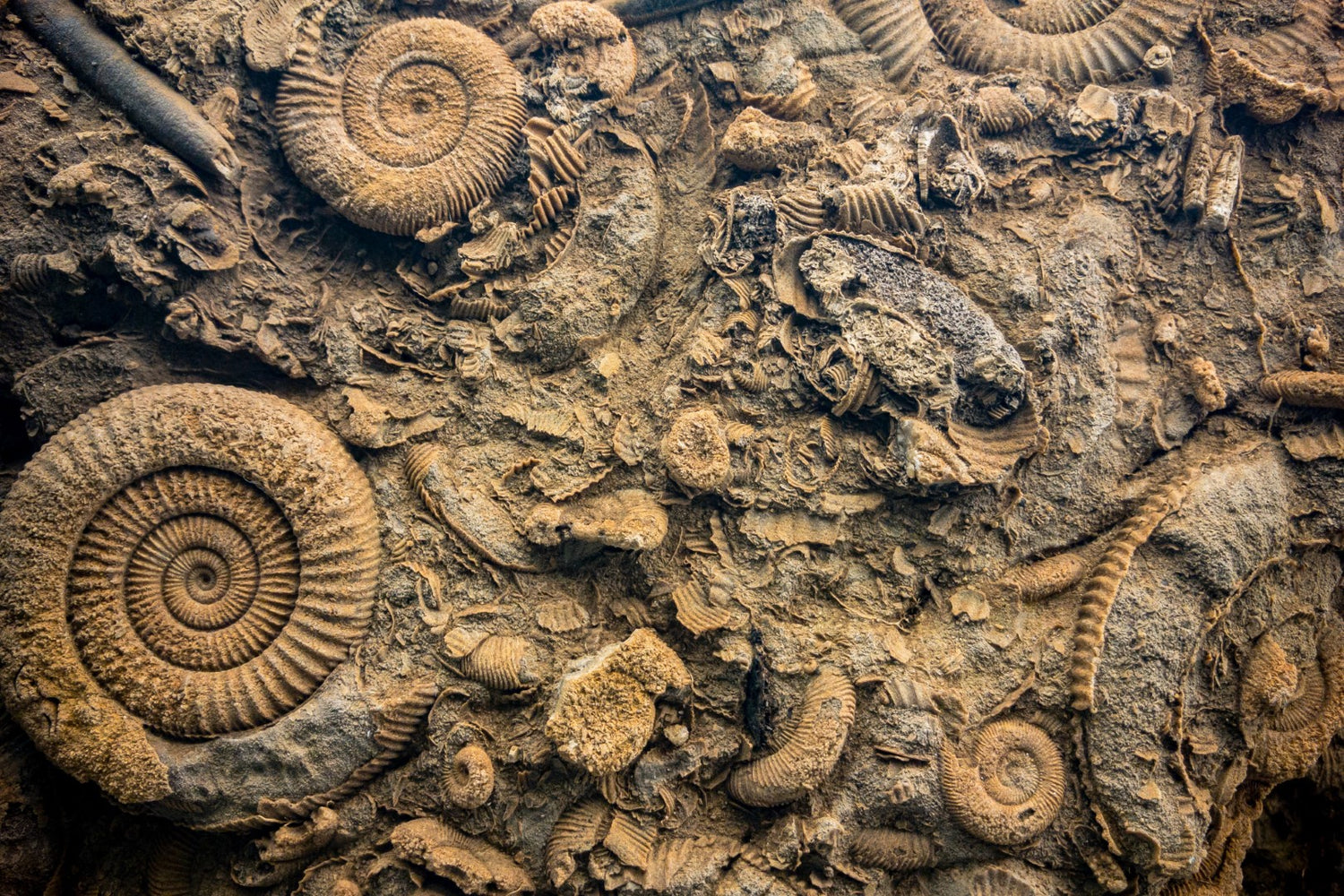 Header banner photo of Moroccan ammonite fossils