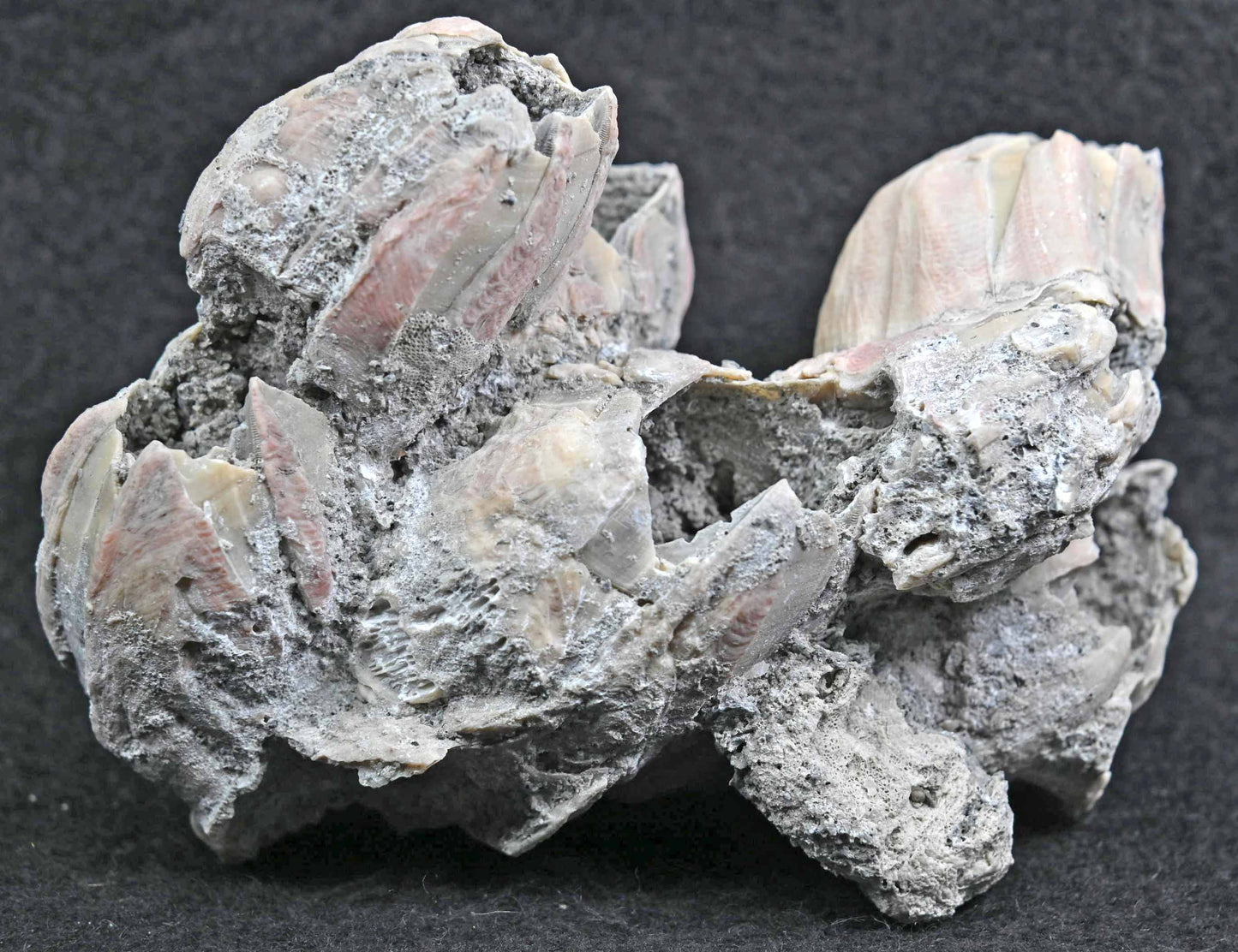 Fossil Barnacles from Ruck's Pit, Florida, U.S.A.