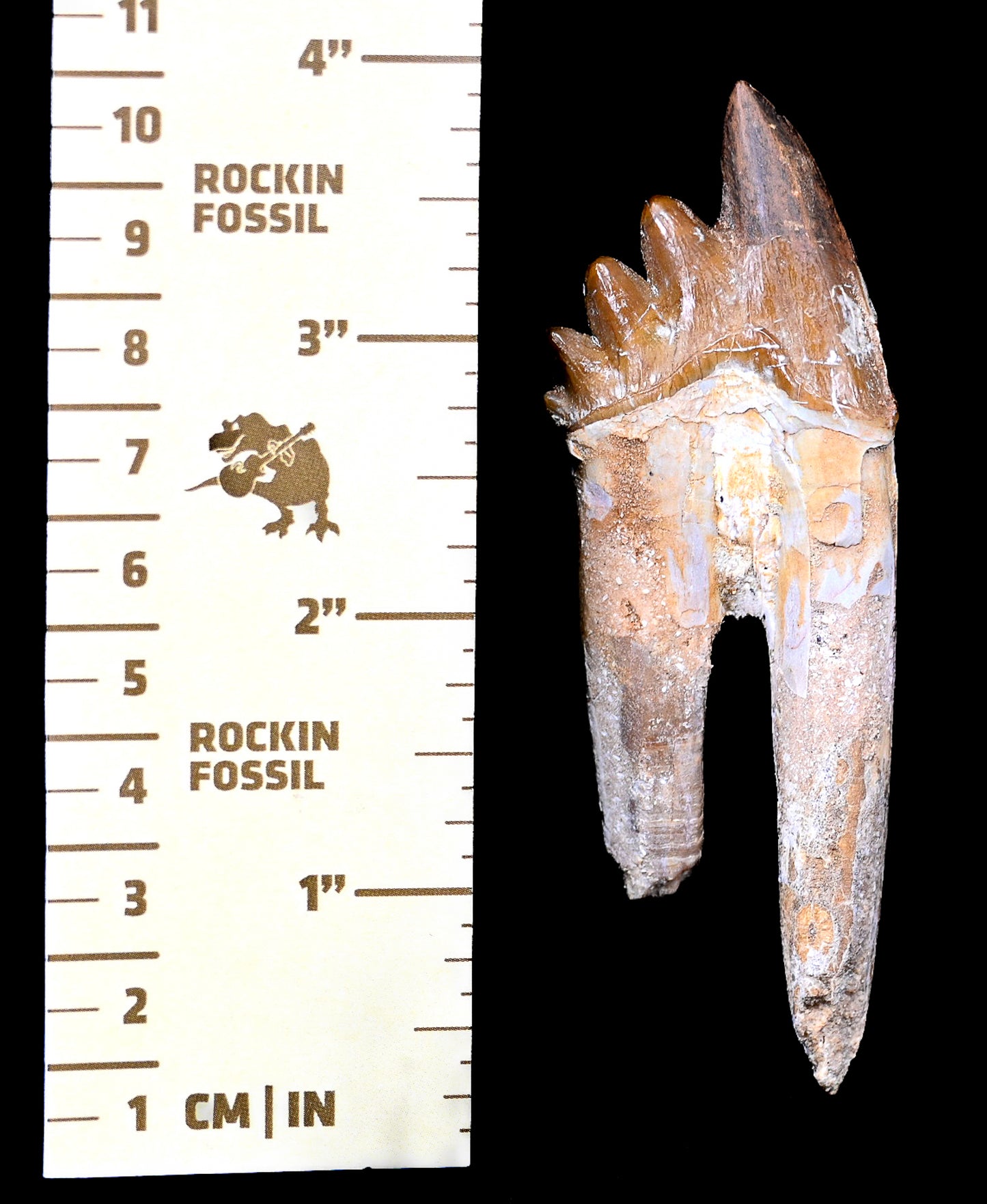 Basilosaurus isis Molar tooth