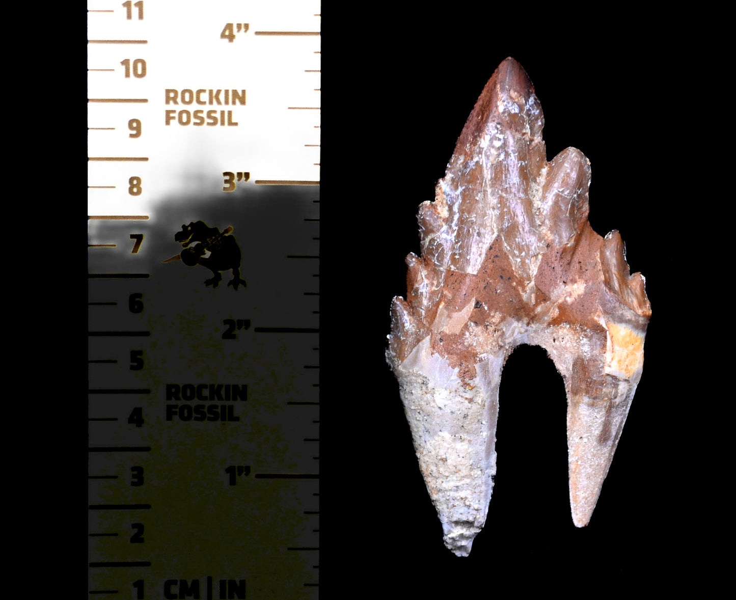 Basilosaurus isis Molar tooth