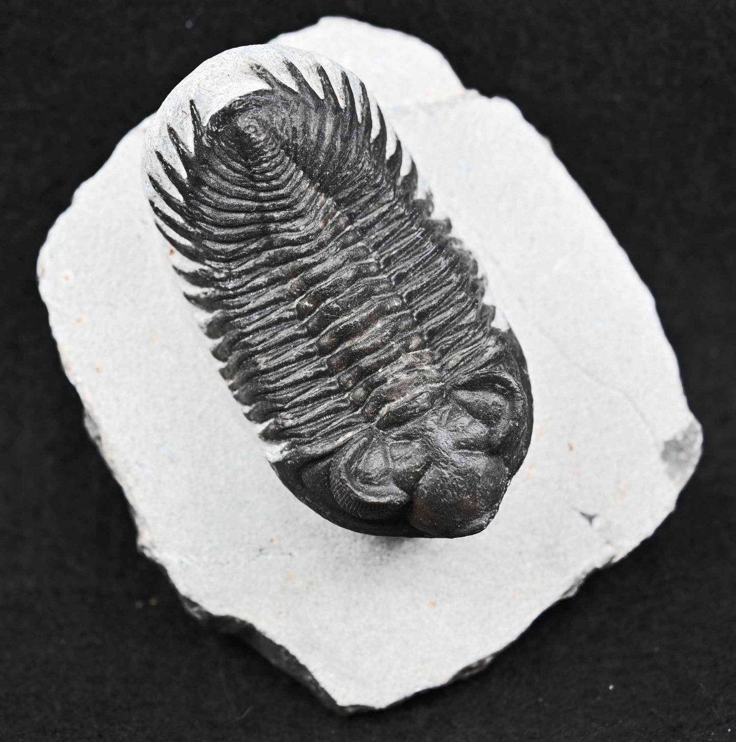 Coltraenia oufatenensis