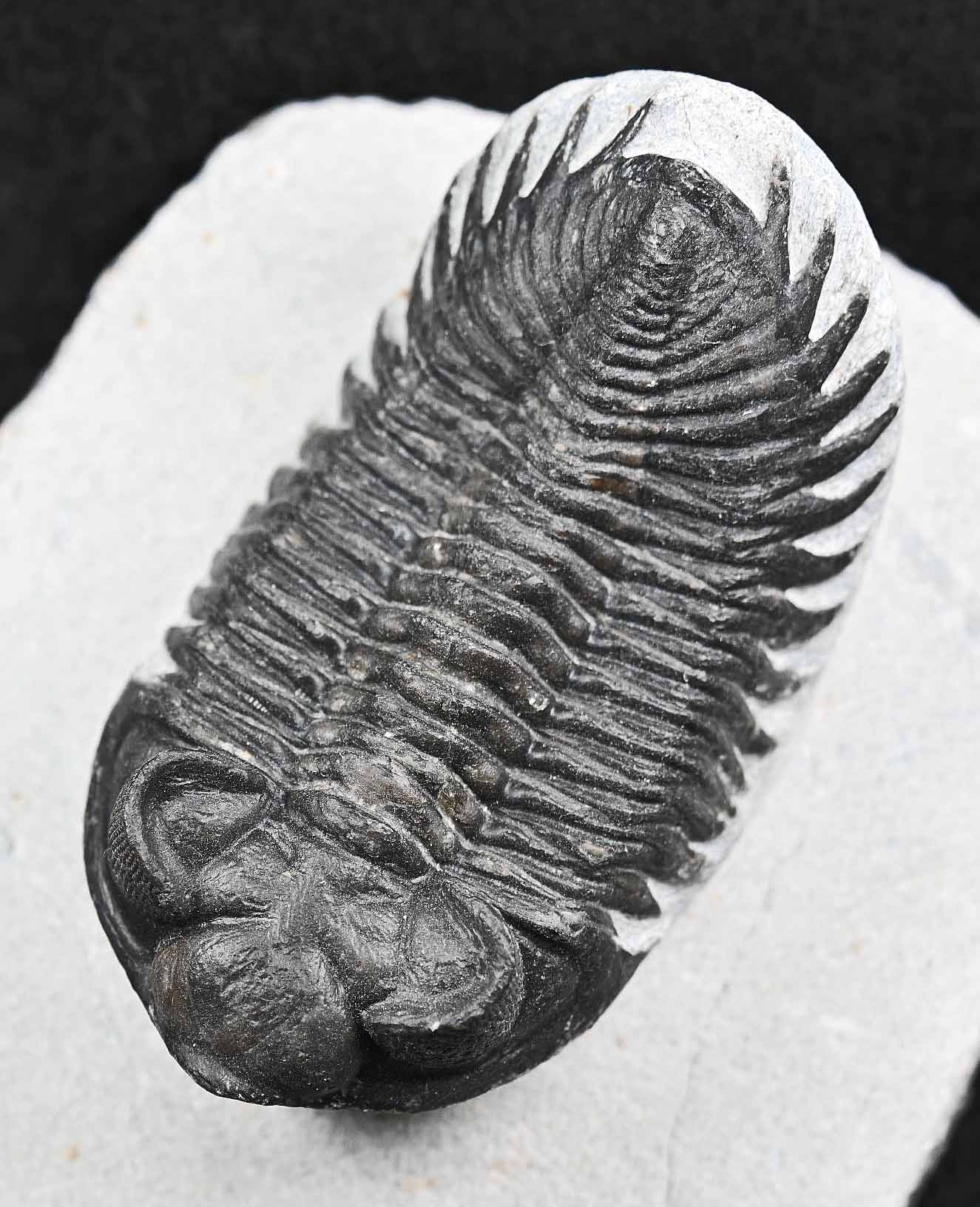 Coltraenia oufatenensis