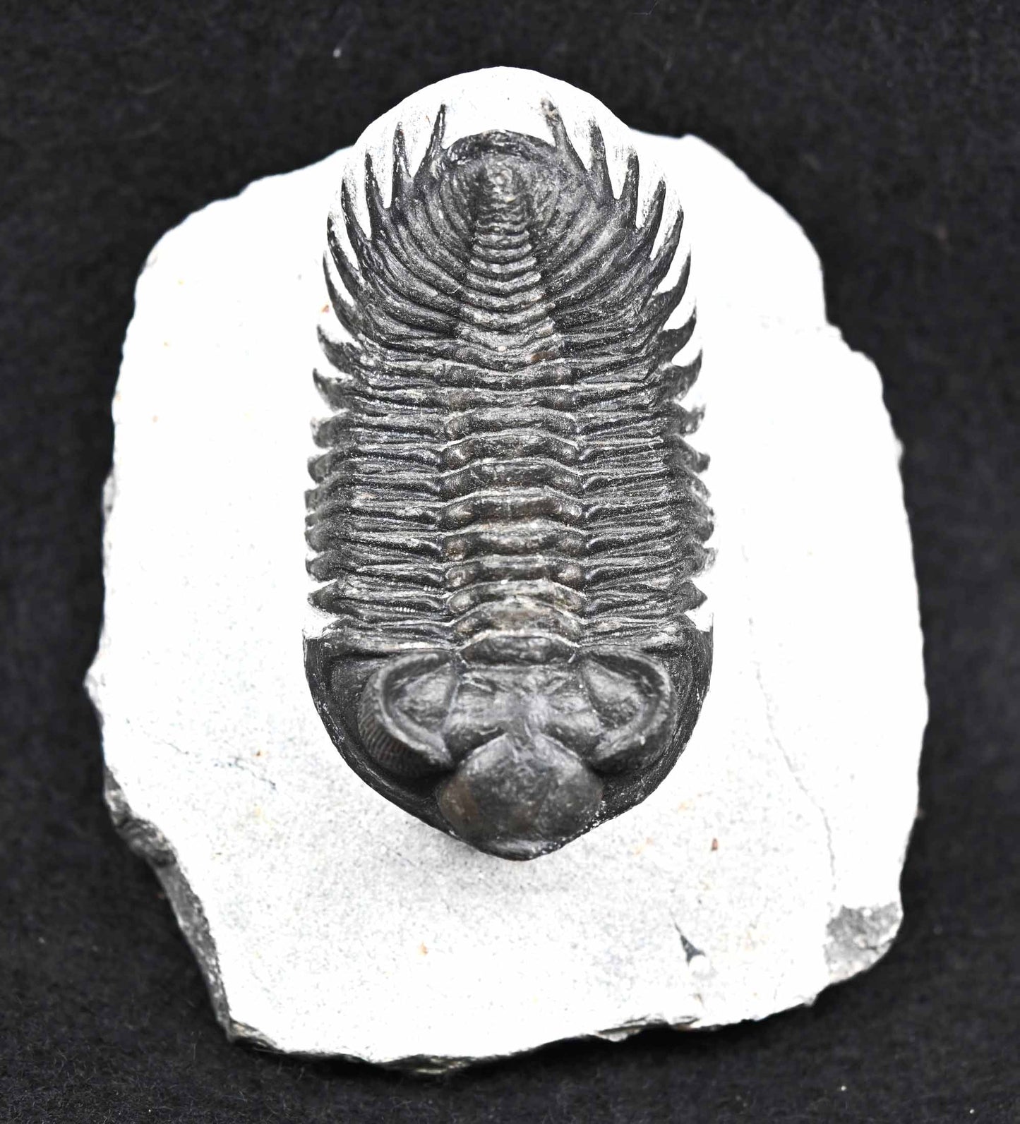 Coltraenia oufatenensis