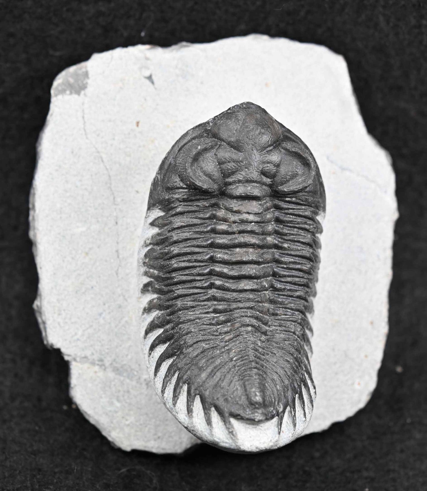 Coltraenia oufatenensis