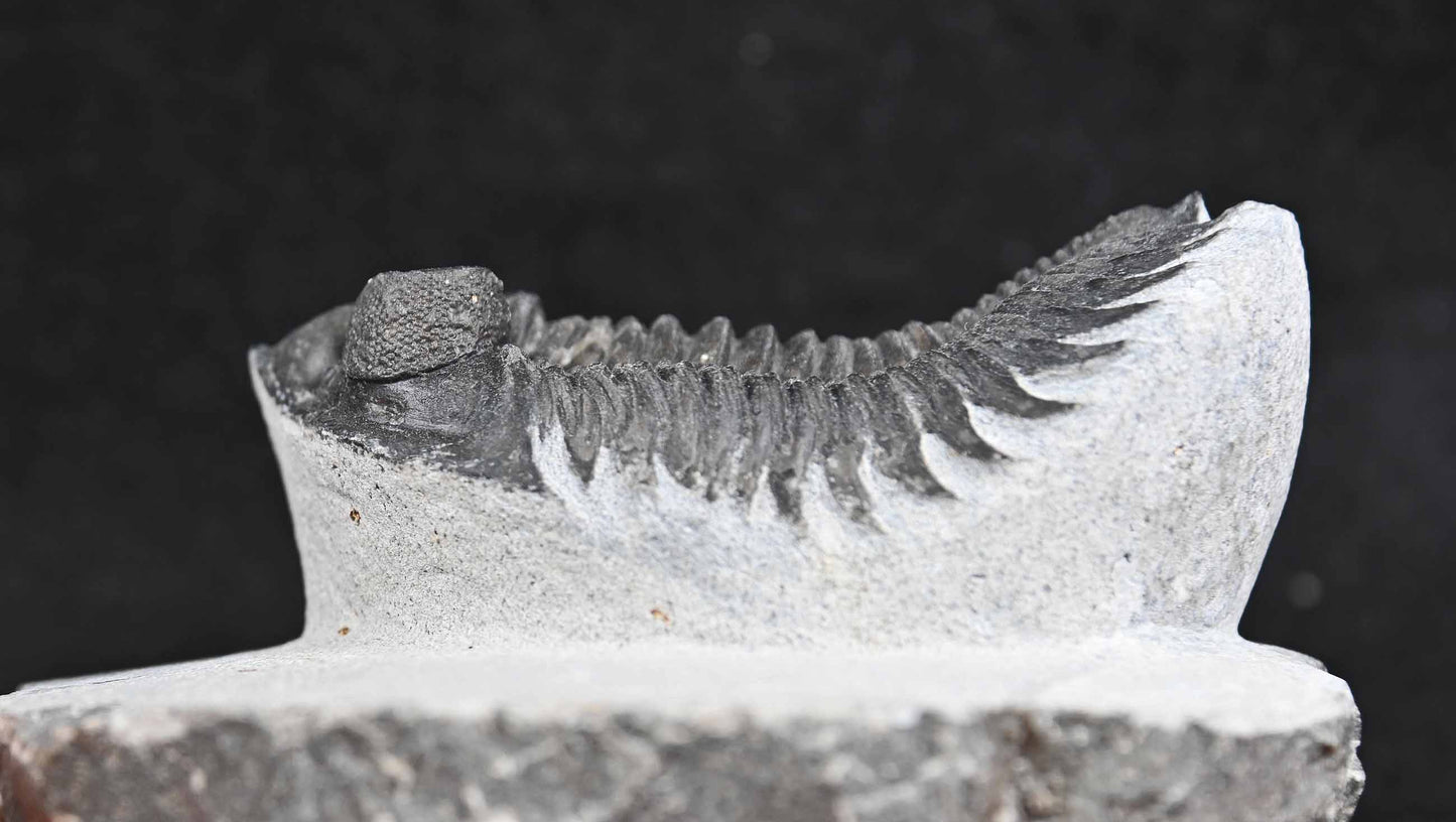 Coltraenia oufatenensis