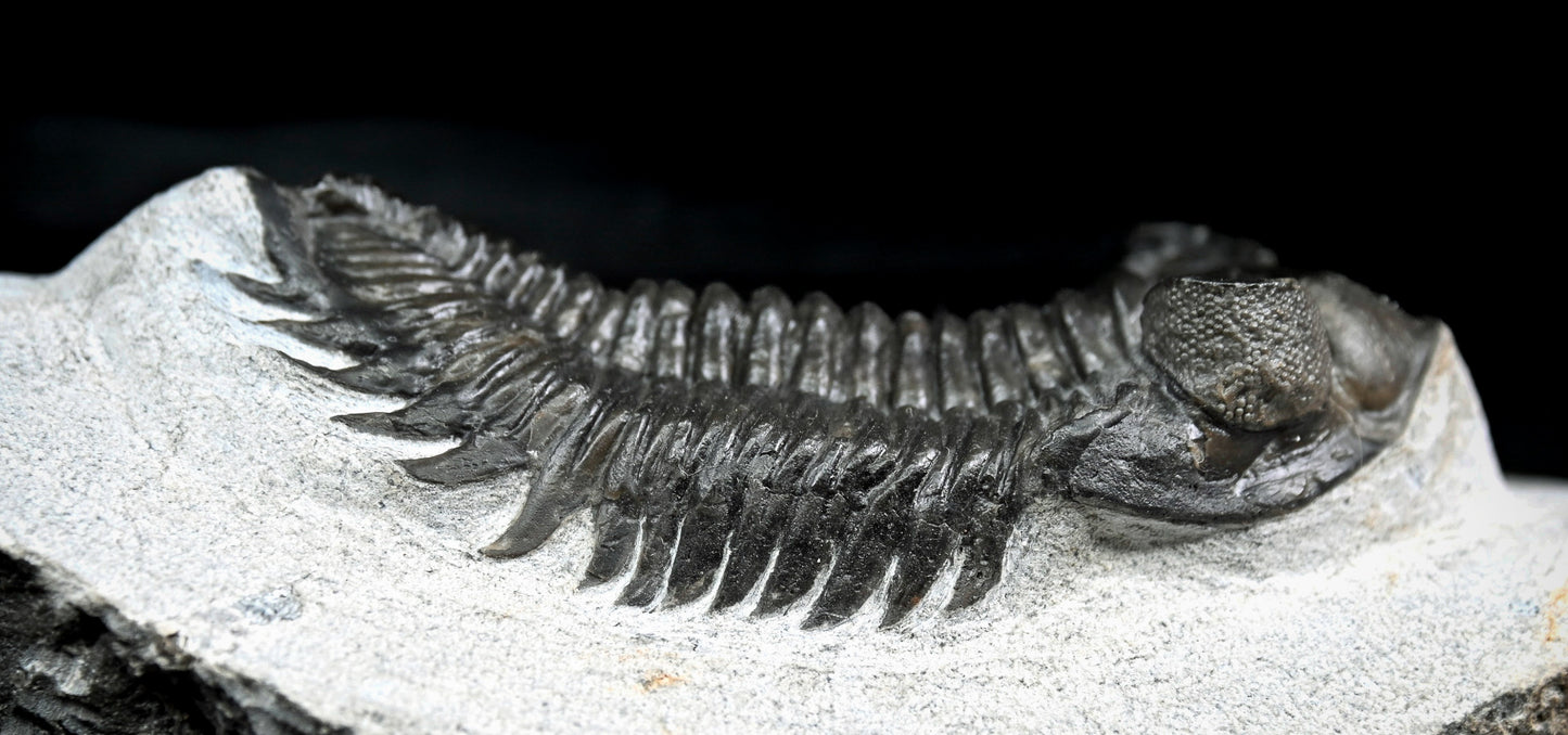 Coltraneia oufatenensis