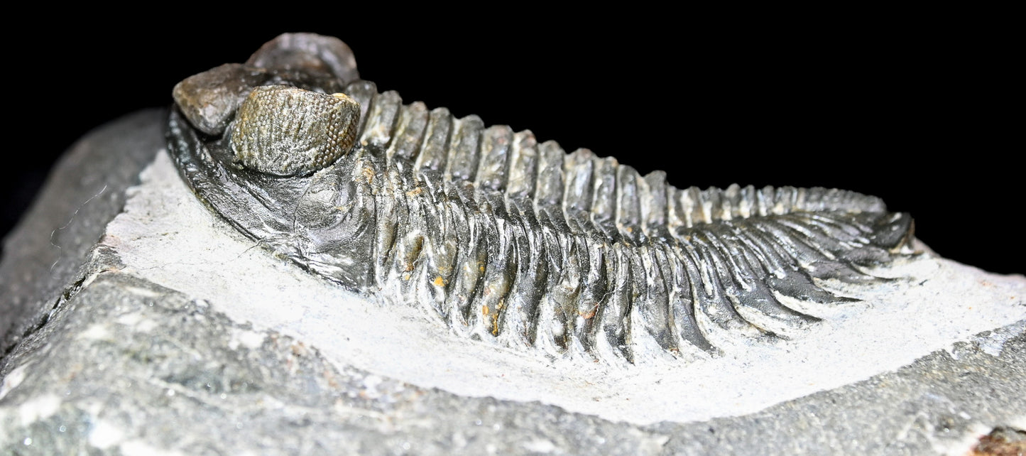 Coltraneia oufatenensis