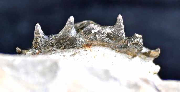 'Flying' Crotalocephalina/Crotalocephalus with a Hypostome #2
