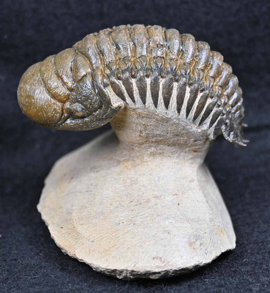 'Flying' Crotalocephalina/Crotalocephalus with a Hypostome #2