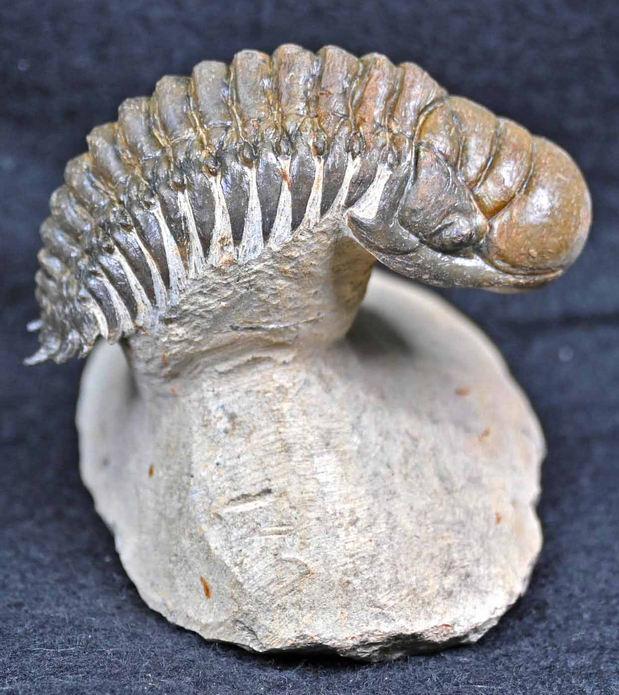 'Flying' Crotalocephalina/Crotalocephalus with a Hypostome #2