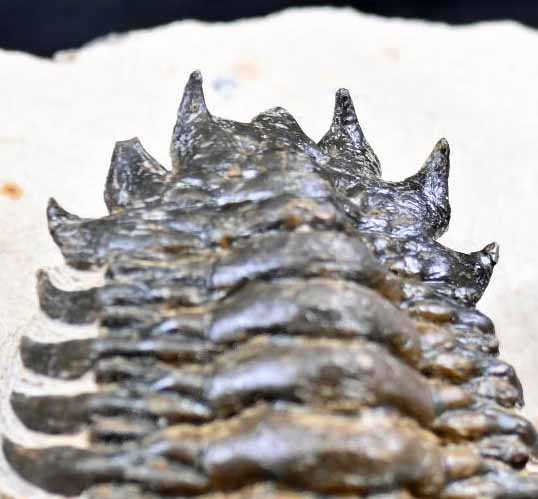 'Flying' Crotalocephalina/Crotalocephalus with a Hypostome #2