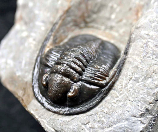 Cornuproetus  cornutus