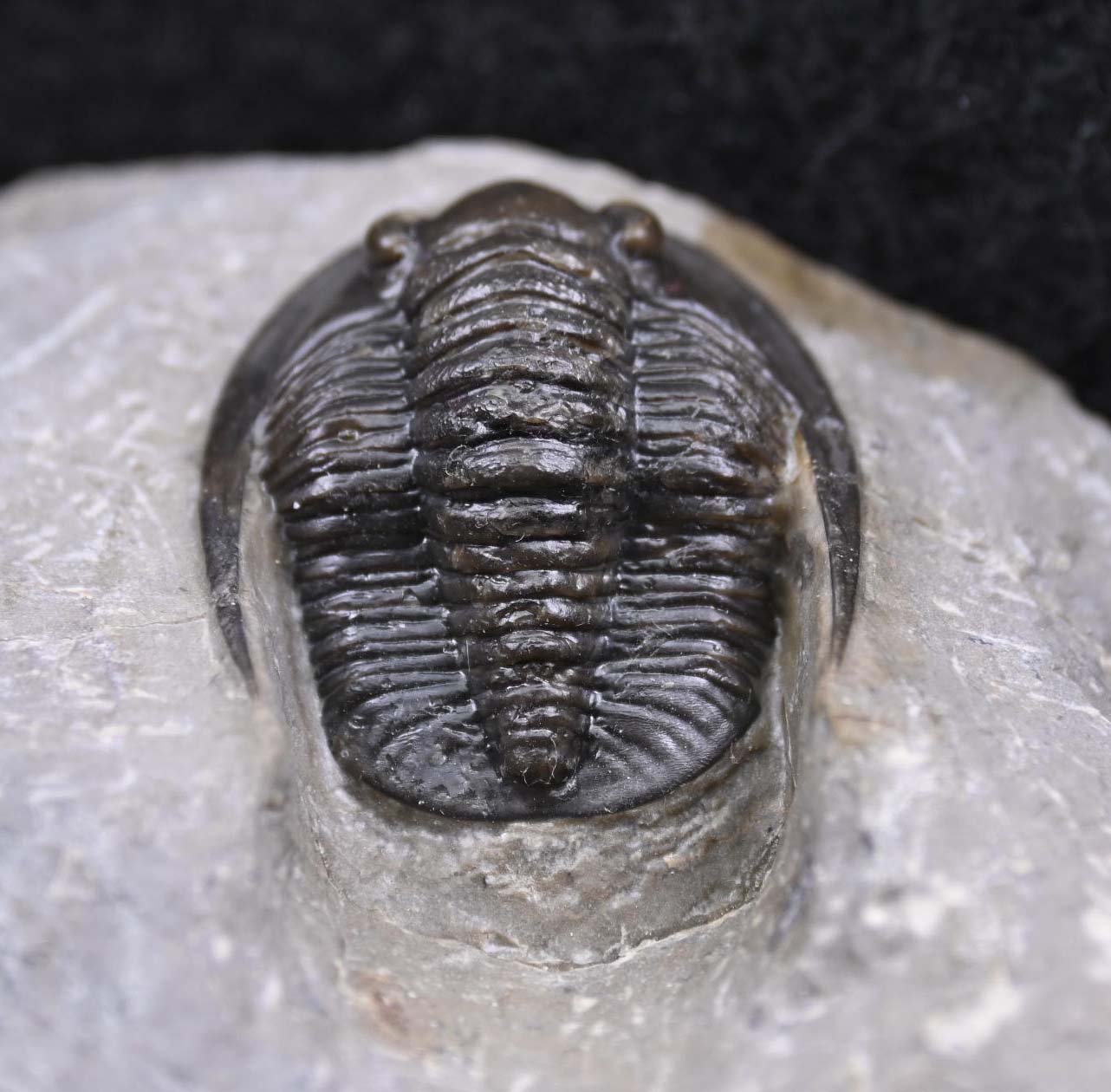 Cornuproetus cornutus