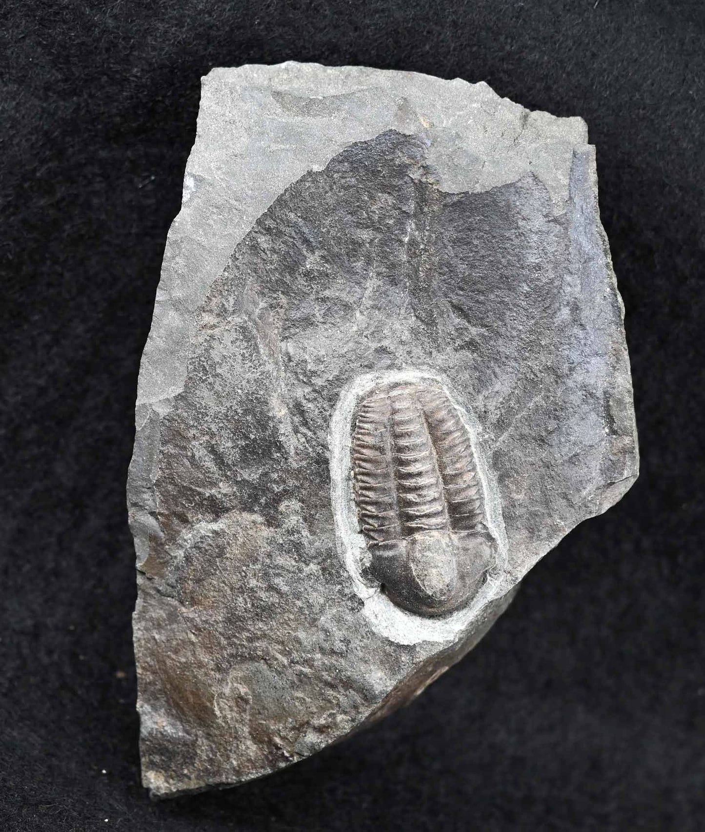 Ellipsocephalus hoffi