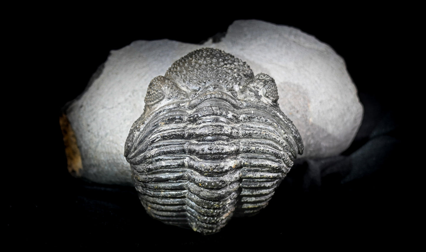 Drotops megalomanicus