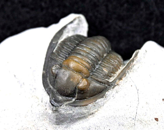 Diademaproetus praecursor
