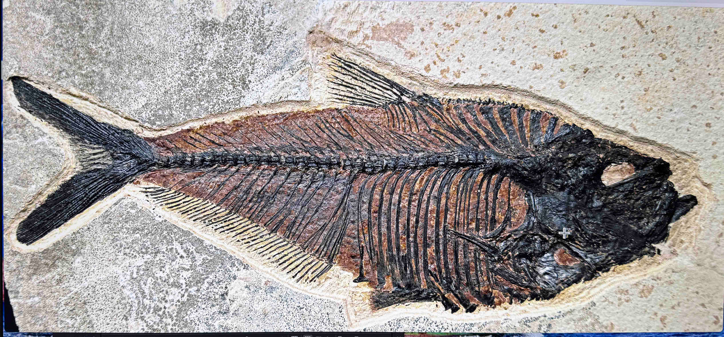 Diplomystus dentatus 8.0 inches