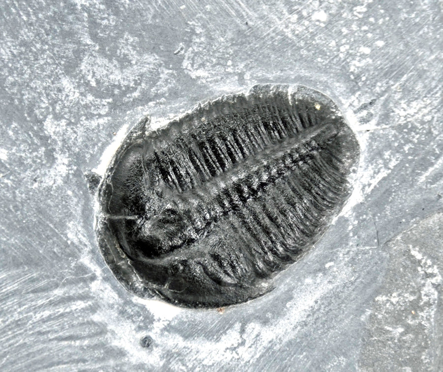 Elrathia kingii plate