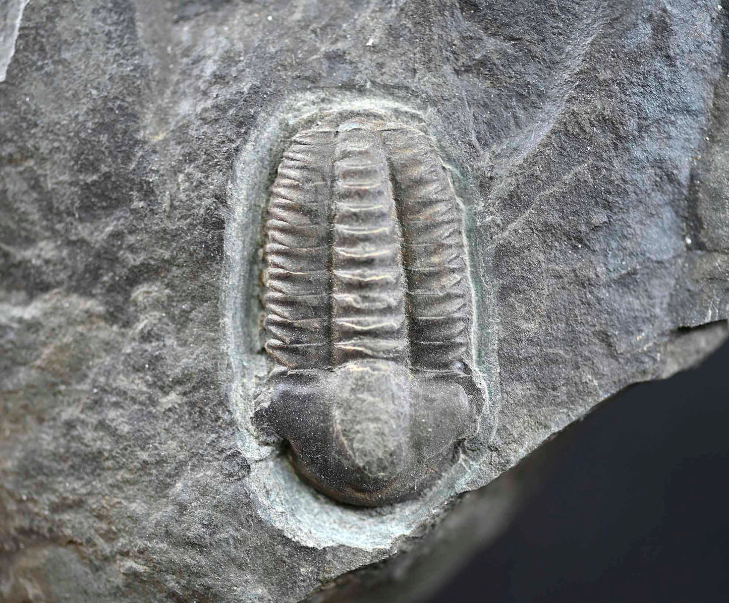 Ellipsocephalus hoffi