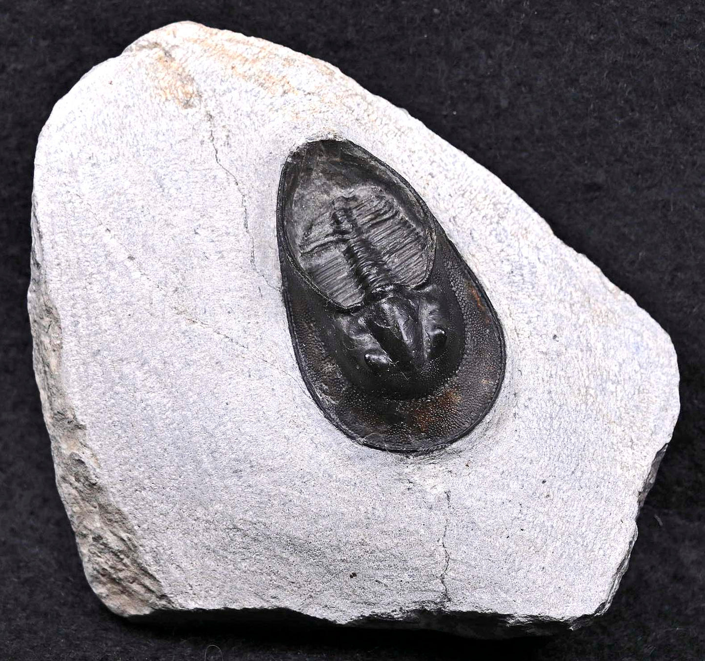 Harpes perriradiatus