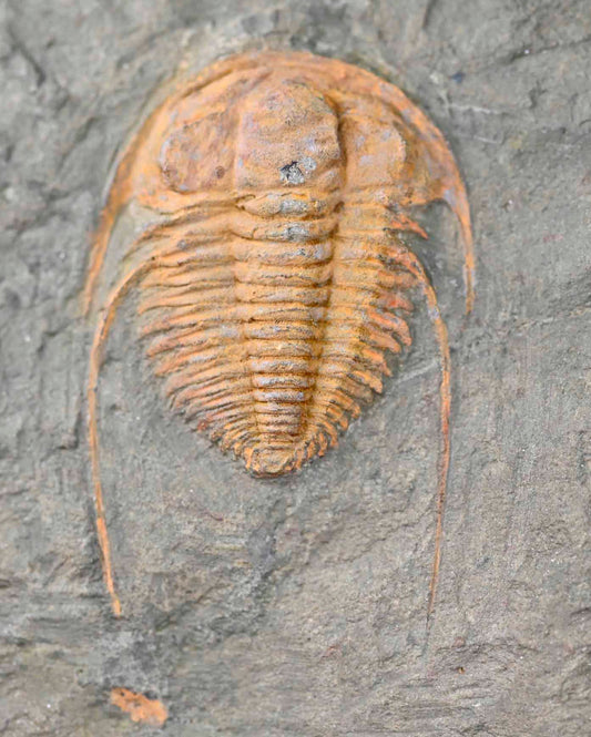 Hamatolenus vincenti