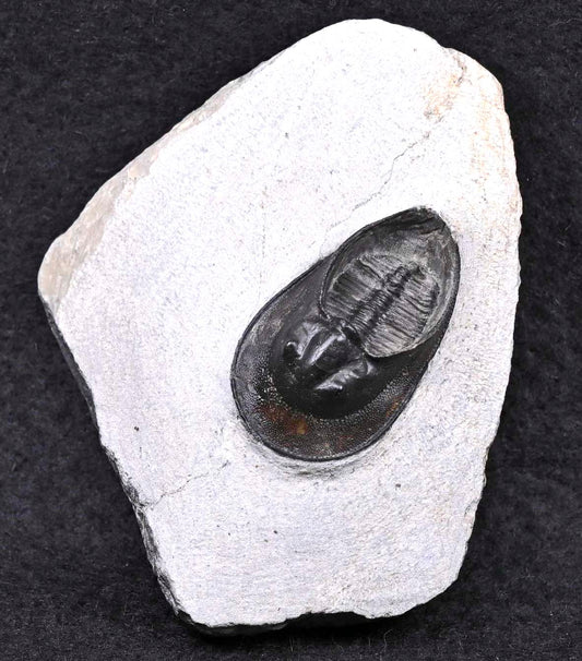 Harpes perriradiatus