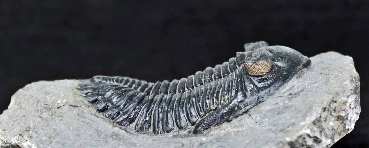 Hollardops mesocristatus