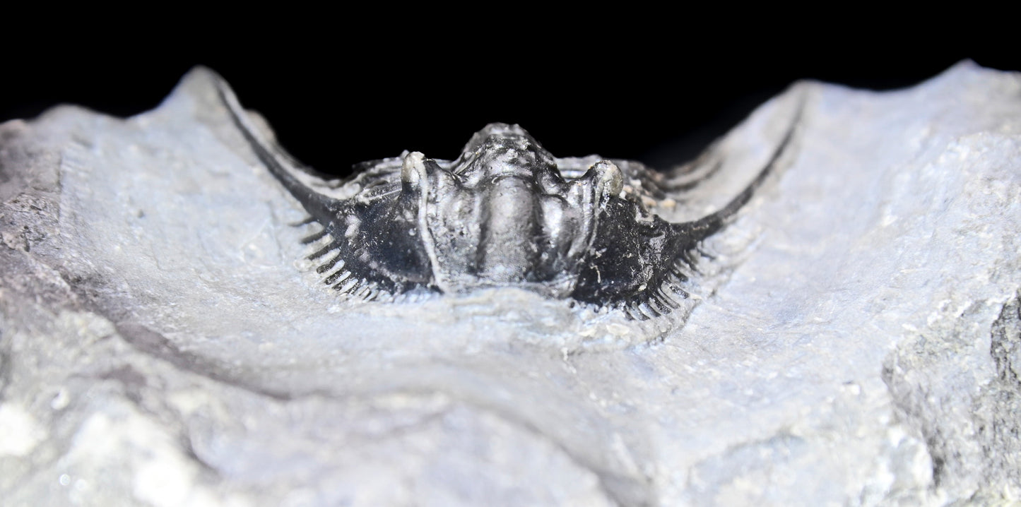 Leonaspis trilobite