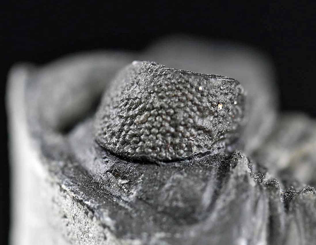 Coltraenia oufatenensis