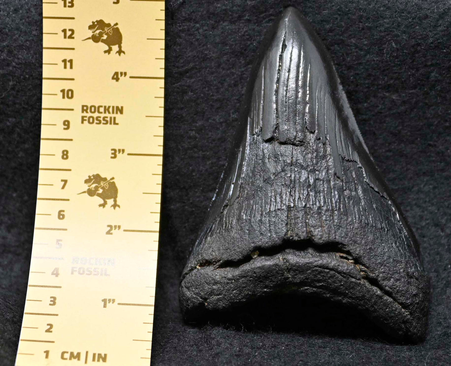 Carcharocles megalodon tooth