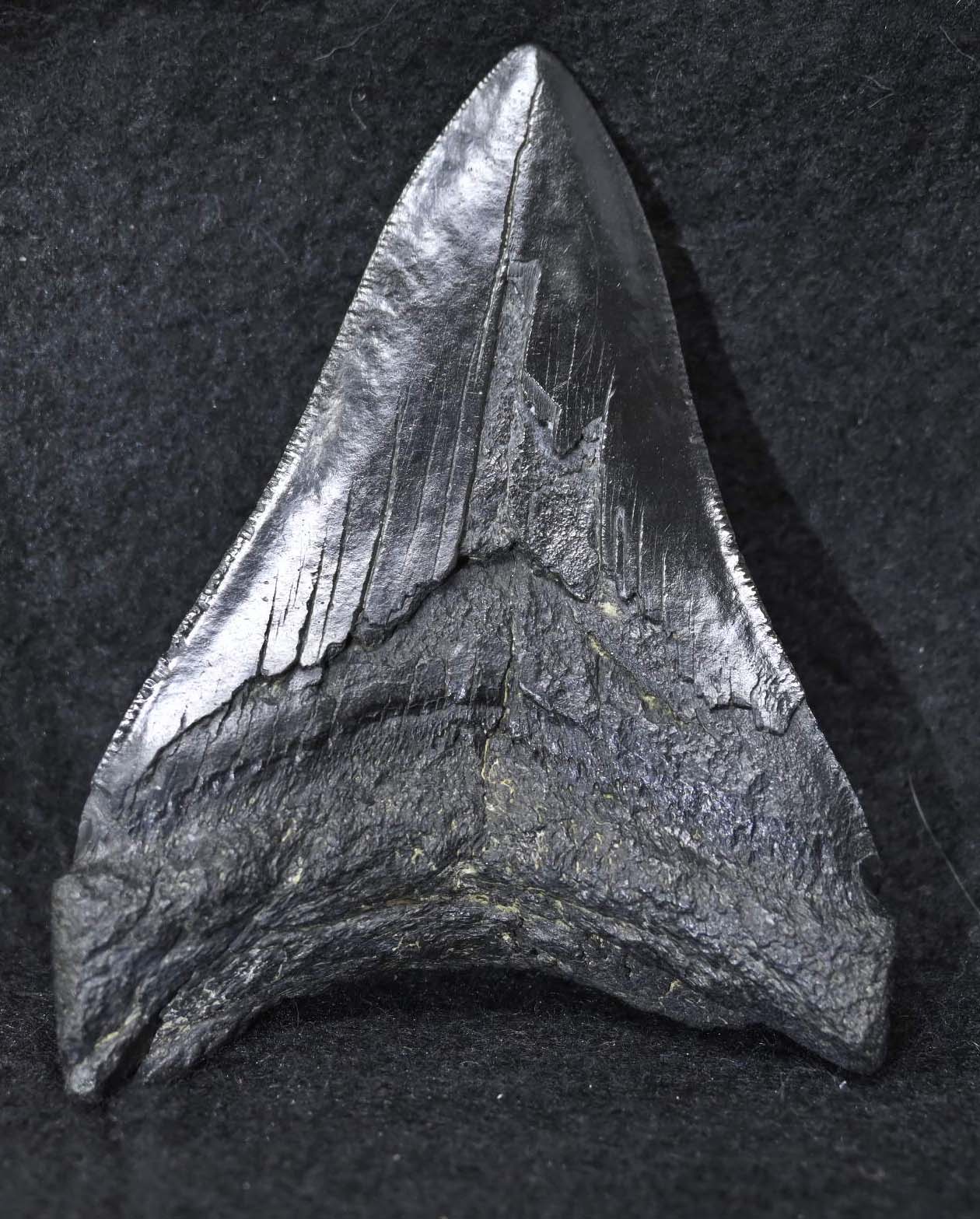 Carcharocles megalodon tooth
