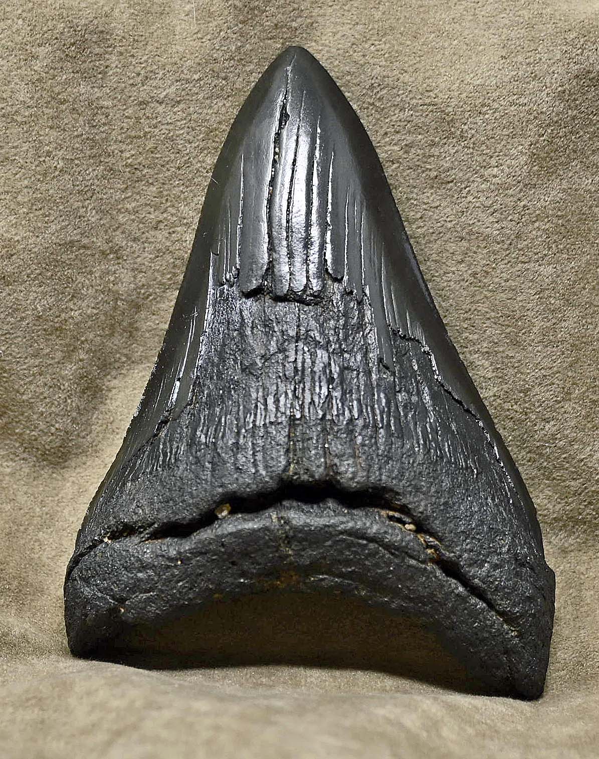 Carcharocles megalodon tooth