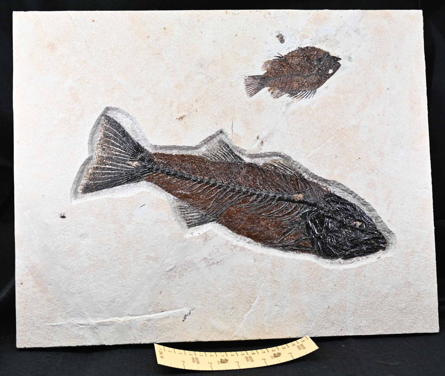 Mioplosus labracoides with a Priscacara, GRF, U.S.A.