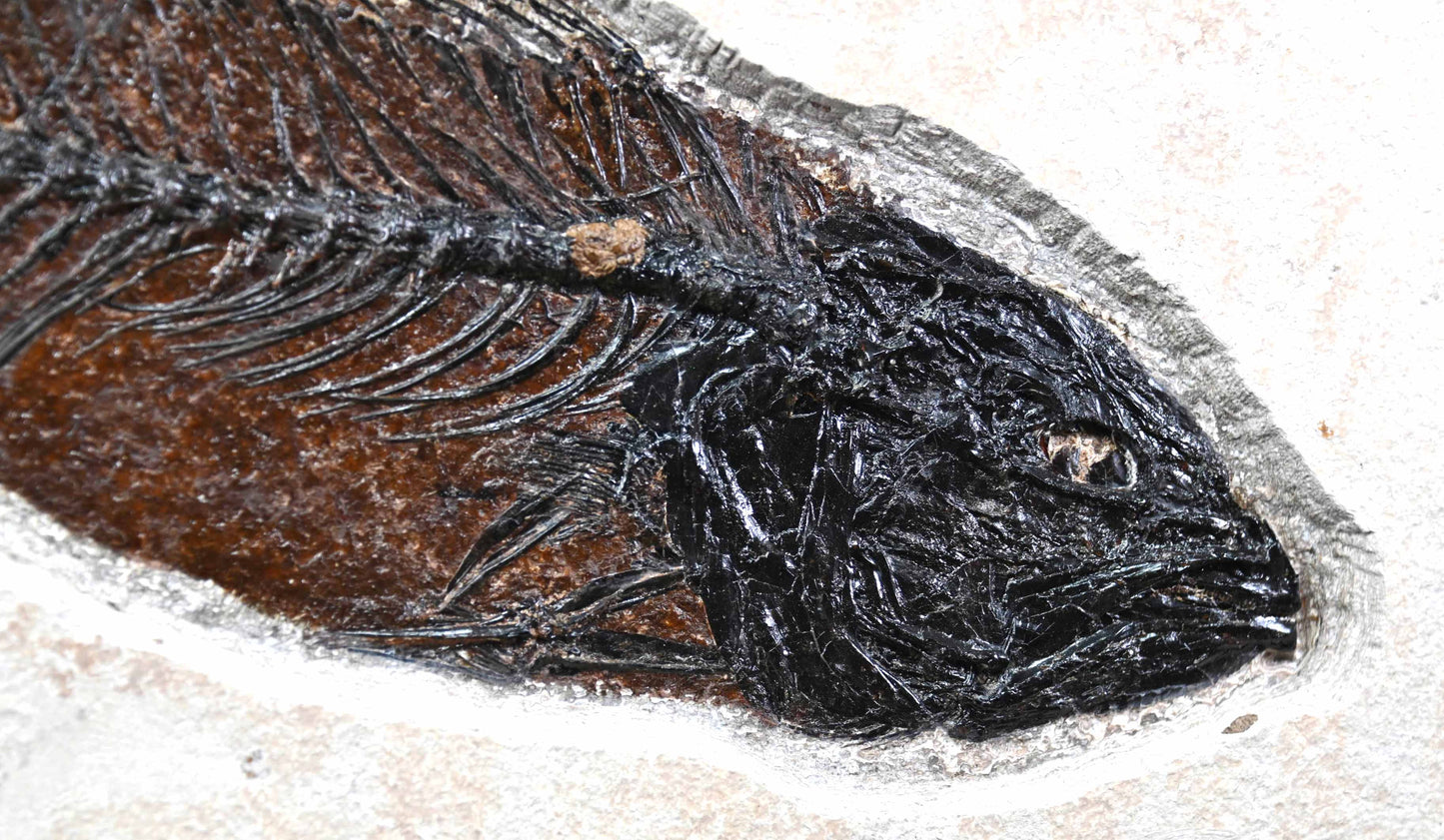 Mioplosus labracoides with a Priscacara, GRF, U.S.A.