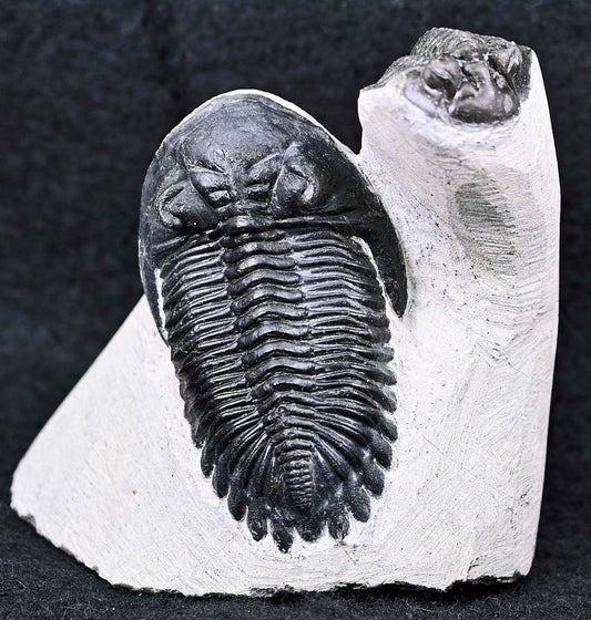 Hollardops mesocristatus  with a Scabriscutellum