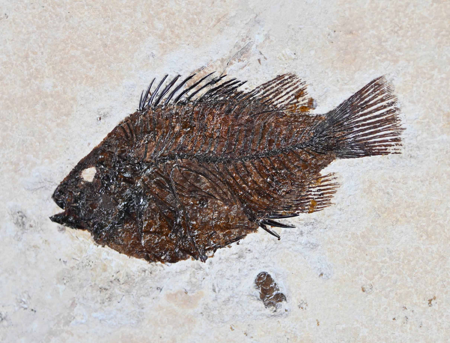 Mioplosus labracoides with a Priscacara, GRF, U.S.A.