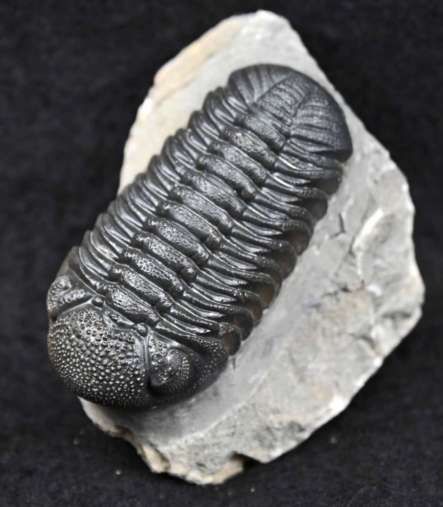 Boeckops skelcki
