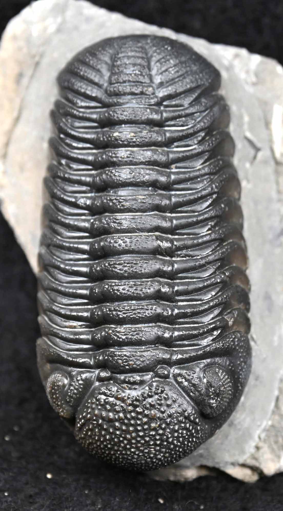 Boeckops skelcki