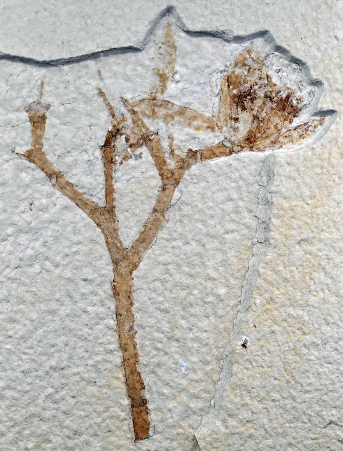 Eocene Flower and Stalk