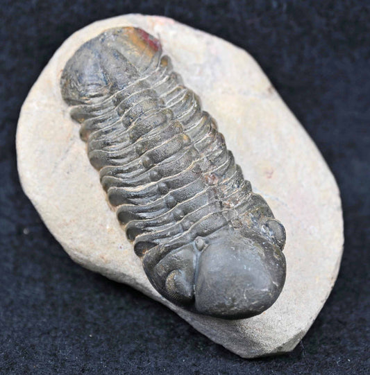 Reedops cephalotes hamlagdadianus