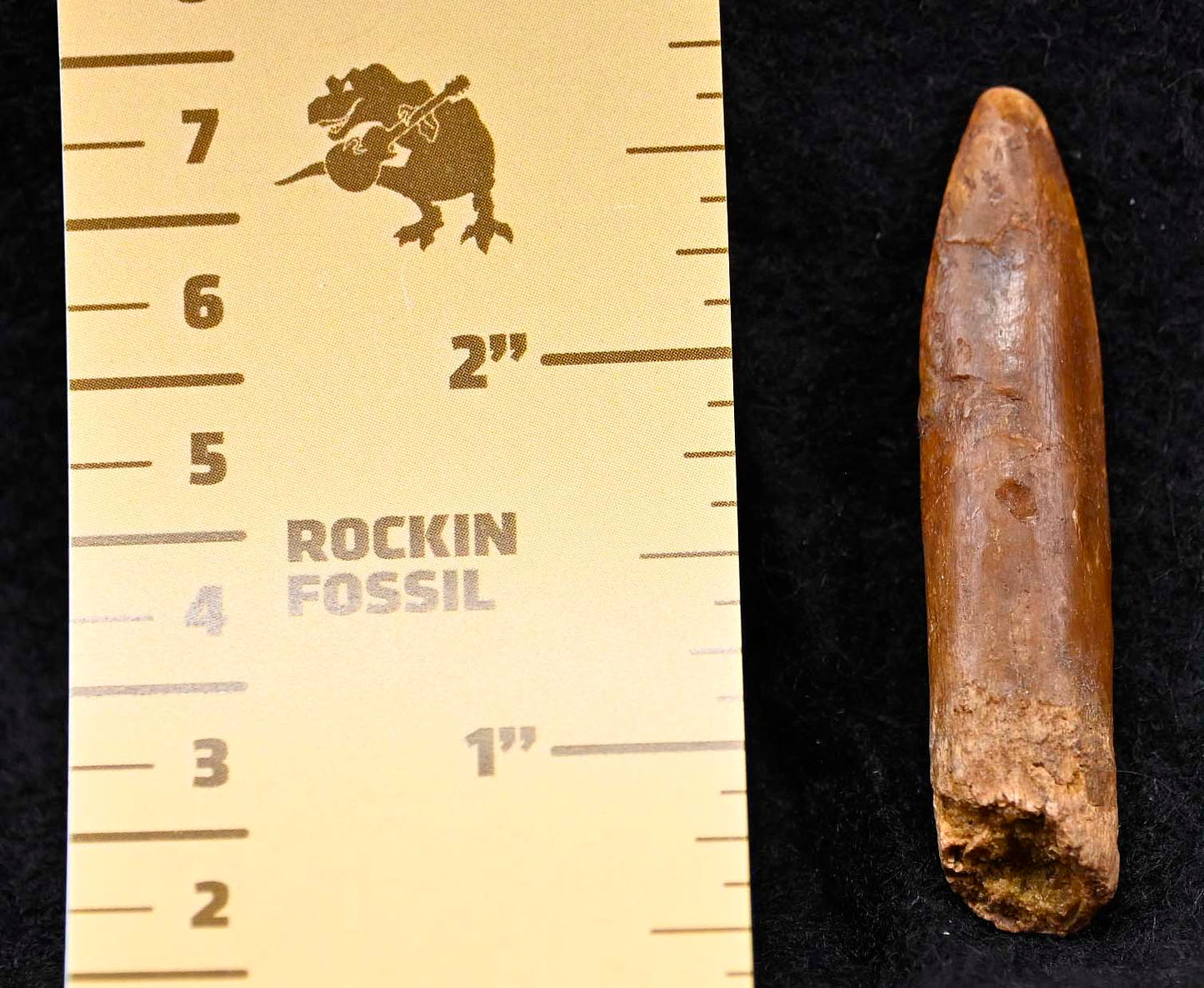 Rebbachisaurus, African Sauropod Tooth