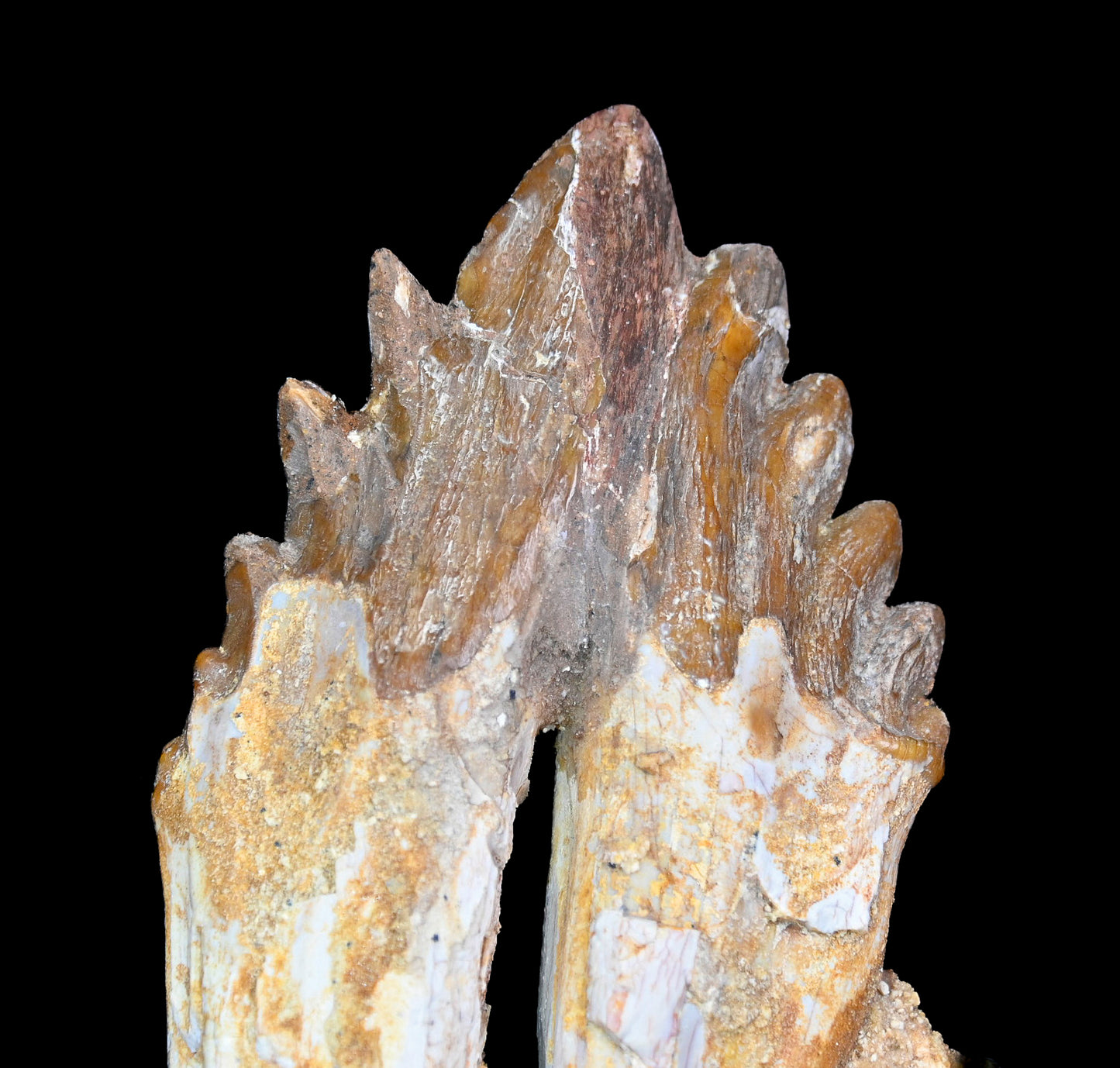 Basilosaurus isis Molar teeth and jaw