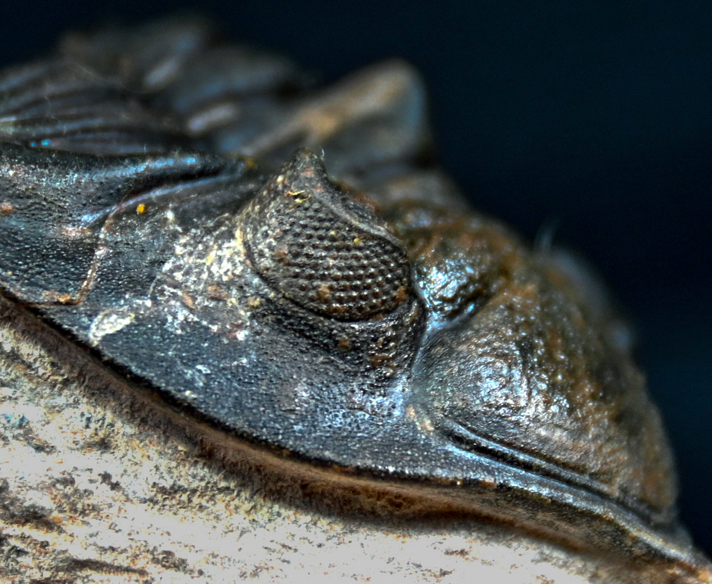 Metacanthina issoumourensis