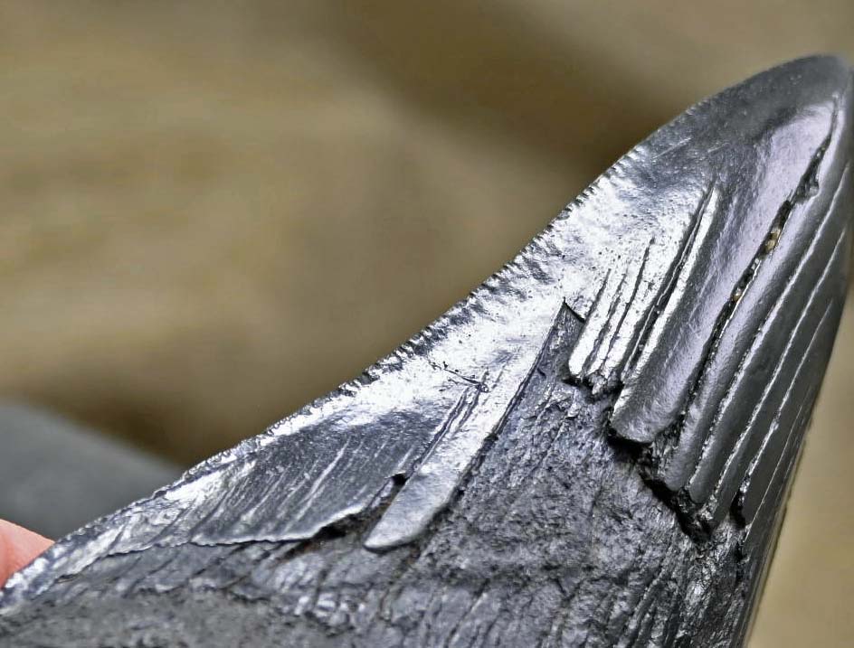 Carcharocles megalodon tooth