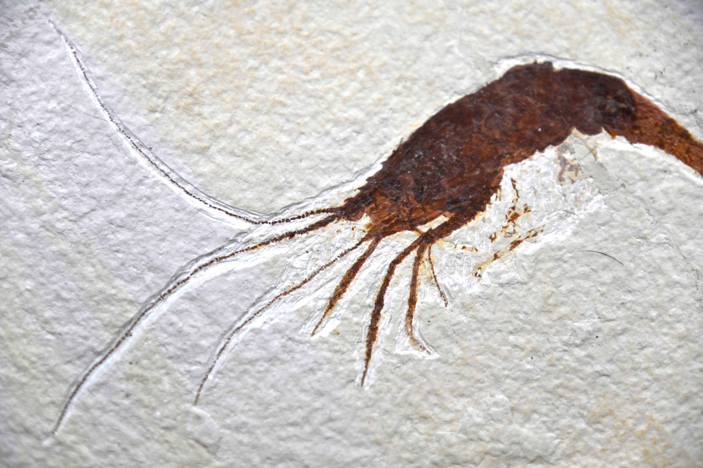 Eocene Shrimp, Green River Formation.