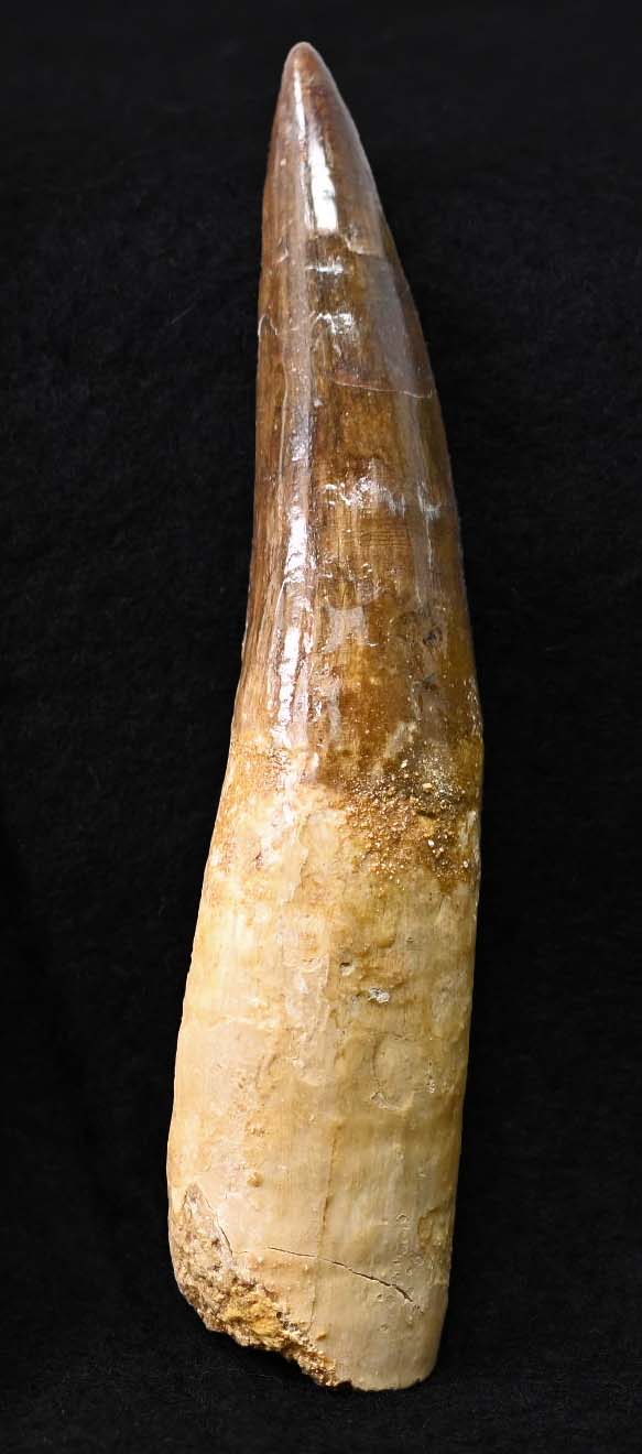 Spinosaurus tooth 5.55