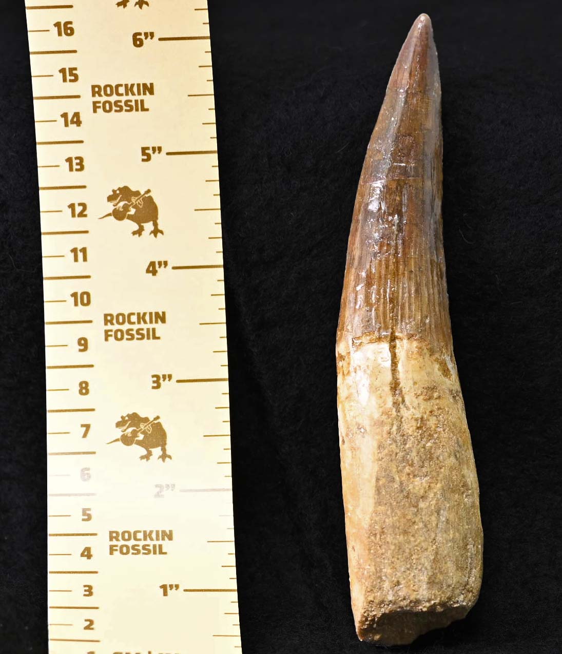 Spinosaurus tooth 5.55