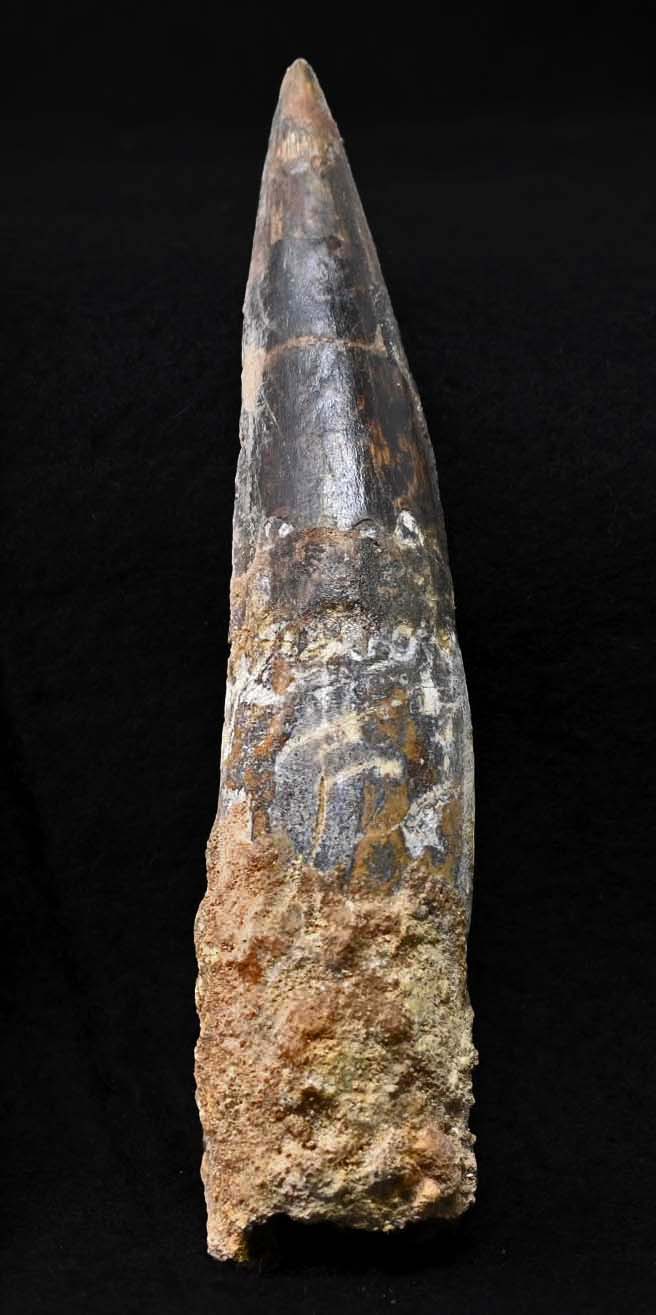 MASSIVE Spinosaurus tooth 6.55 inches