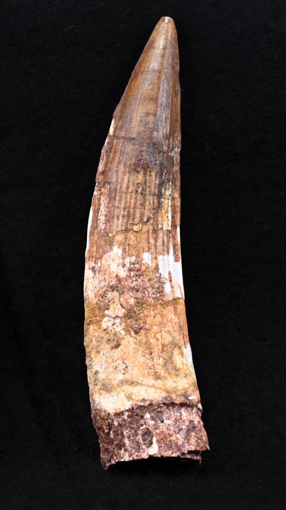 Spinosaurus tooth, 4.44 inches