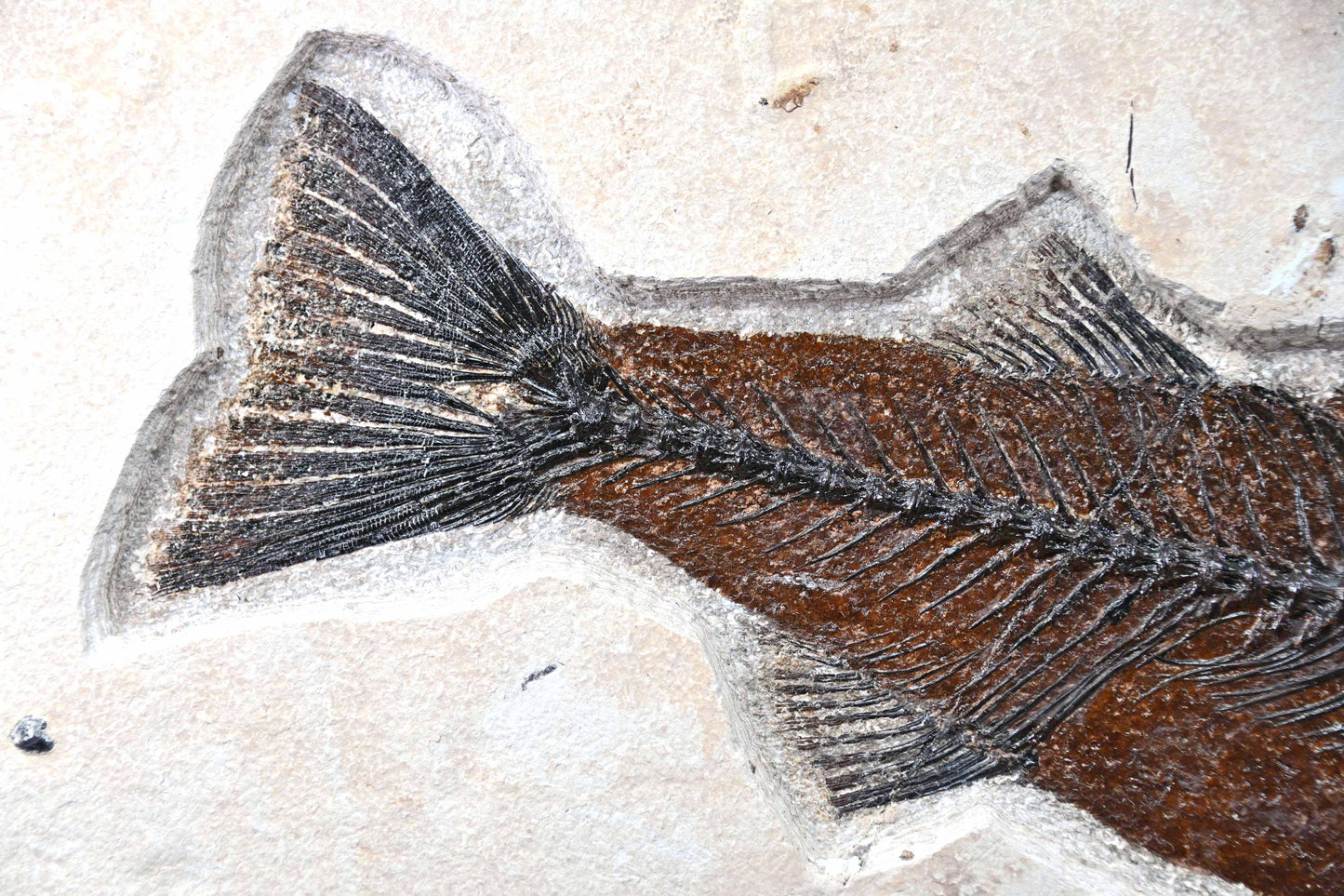 Mioplosus labracoides with a Priscacara, GRF, U.S.A.